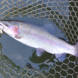 意外と釣れるぞ ～大安トラウトレイク～